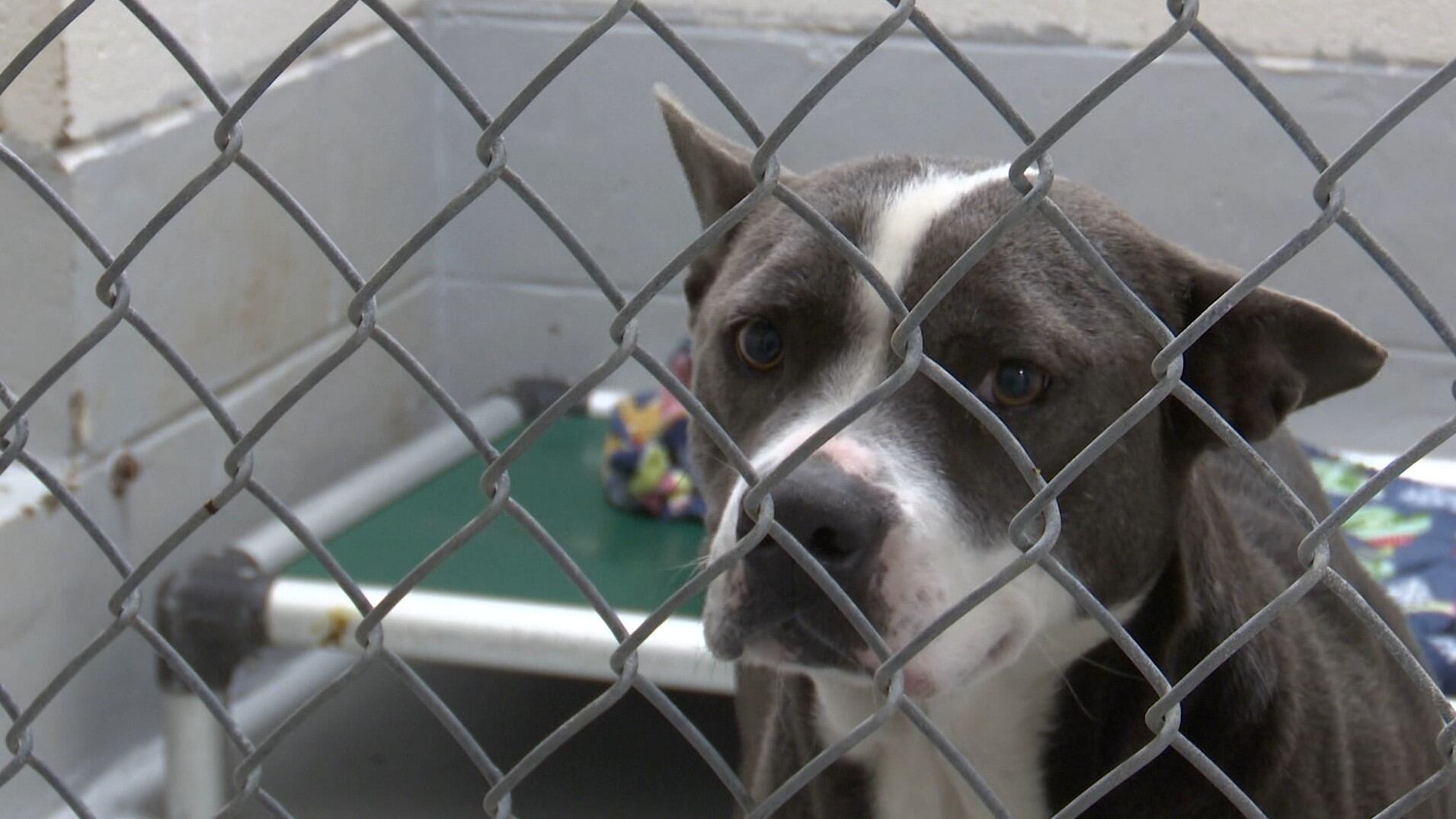 Augusta Animal Services