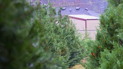 Gay's Christmas Tree Farm, Augusta, Ga.