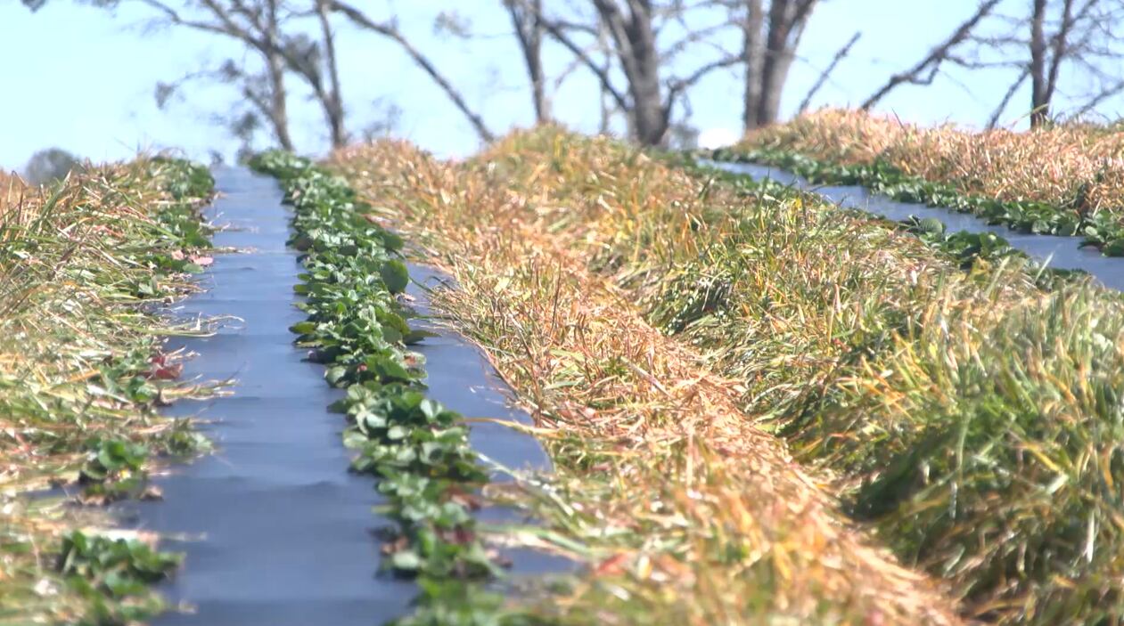 Lawmakers seek to limit who can purchase Georgia farmland