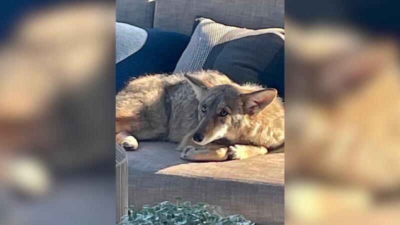 The coyote is believed to be a healthy, young male that was likely recently kicked out of his...