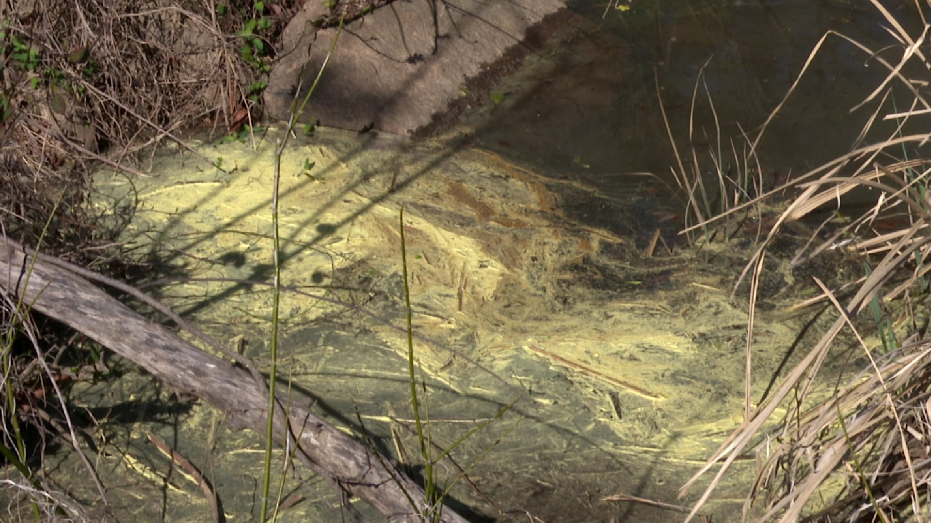 Pollen is on the rise in the CSRA, and you may have seen it.
Tree pollen counts are expected...