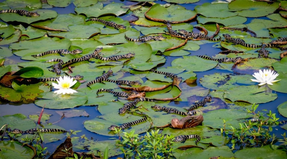Baby alligators stretch out on lily pads at Brick Pond in North Augusta.