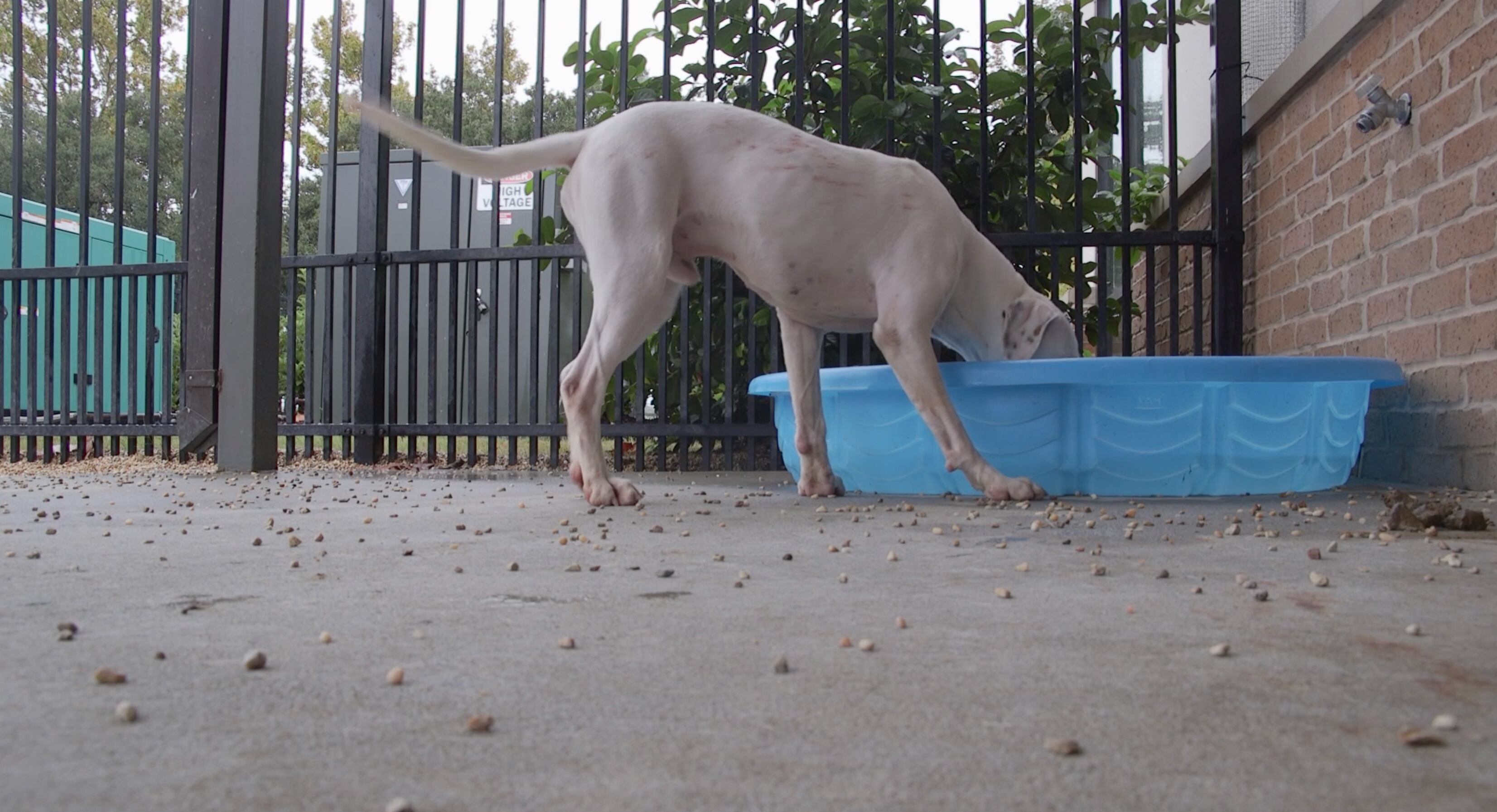 Summer heat can be dangerous for pets too.