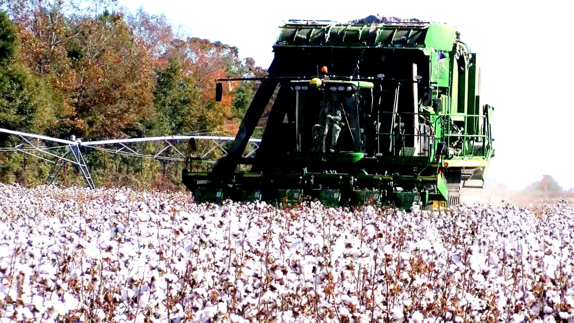 Ride through rural South Georgia this time of year and you see cotton fields being harvested.