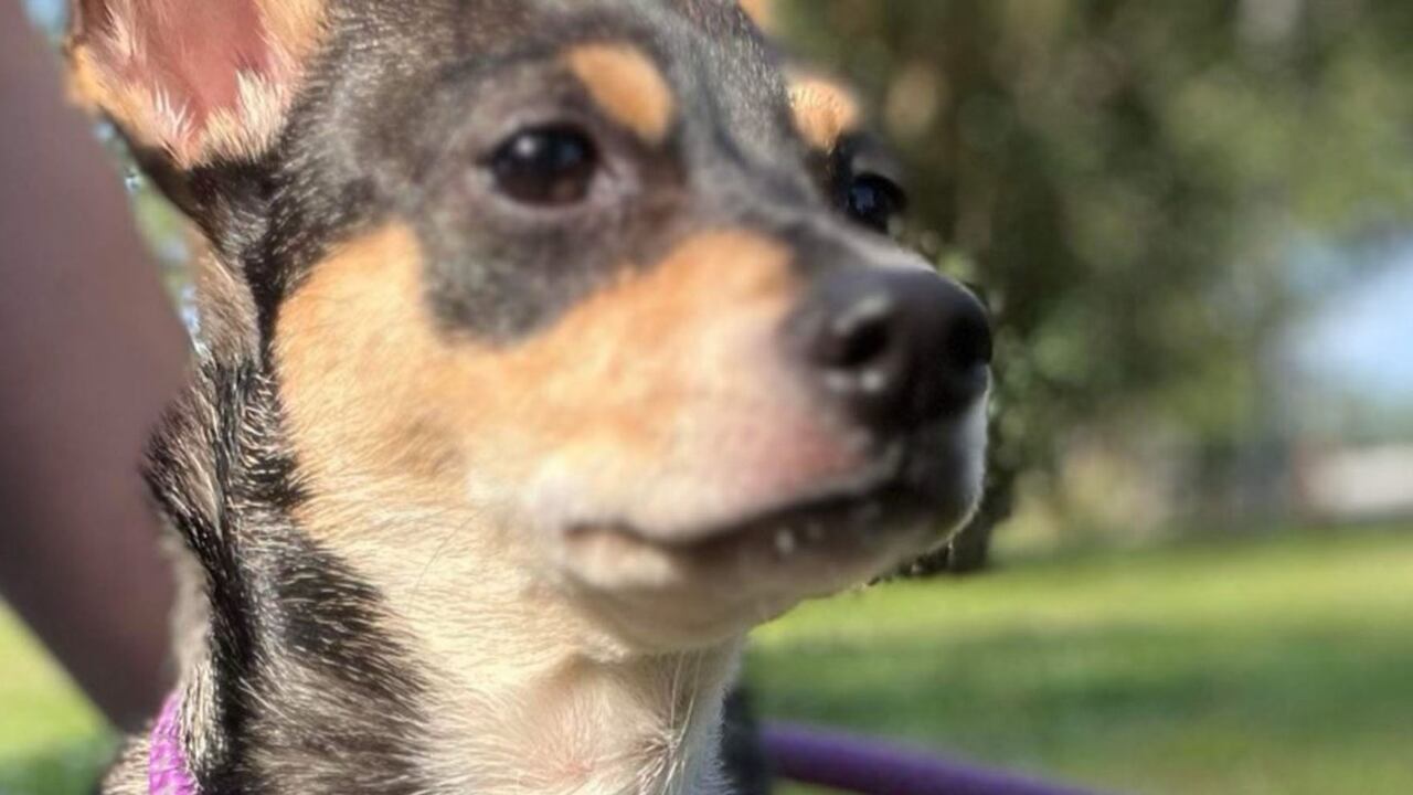 Dog eats drug