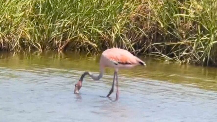 A South Carolina family experienced a rare and unexpected sighting during a recent trip to...