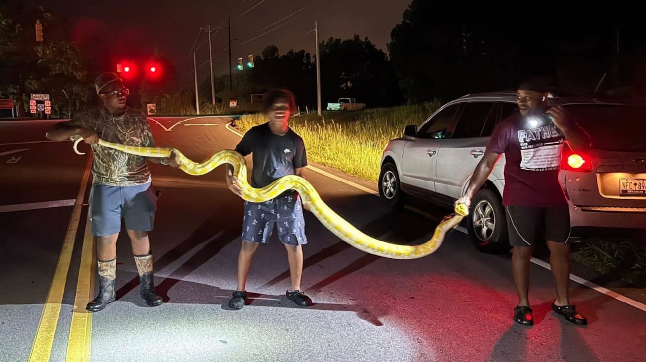 Python caught in South Carolina arrives at new home