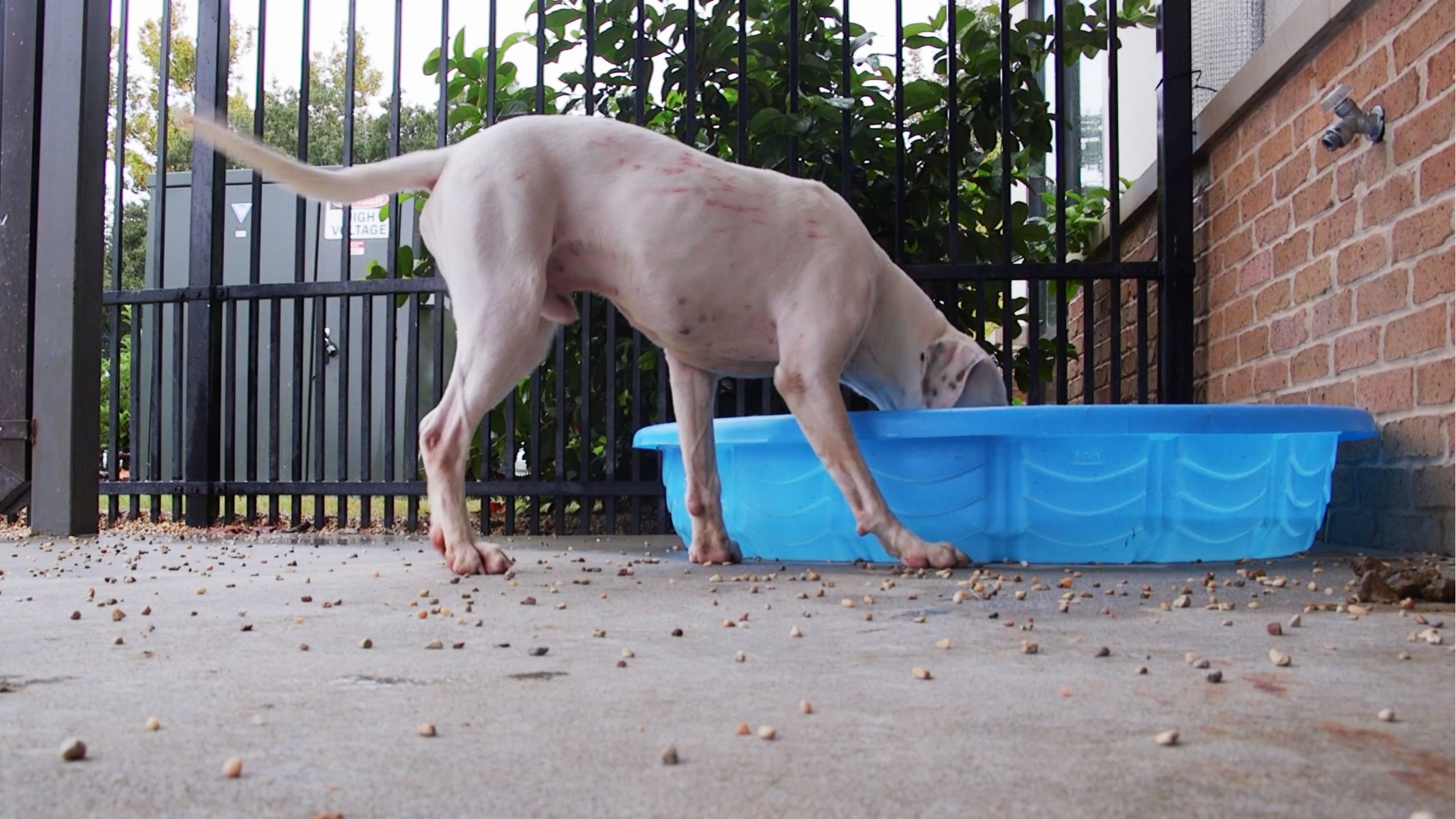 How to keep your pets cool and safe in CSRA’s high temps