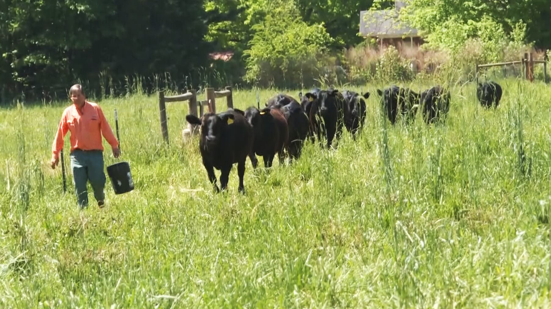 South Carolina farmland