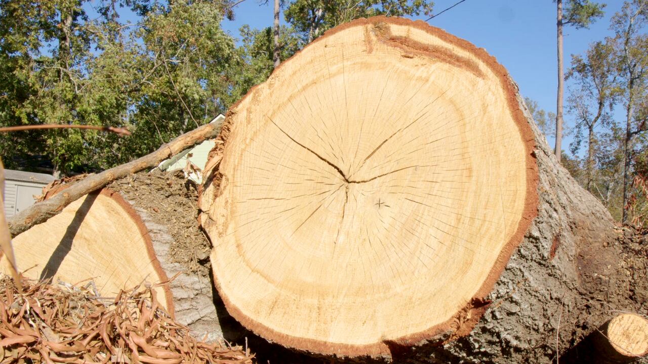 Hurricane Helene impact on trees