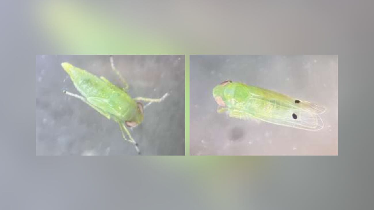Ga Insects Cotton-destroying invasive insect spotted in Georgia
