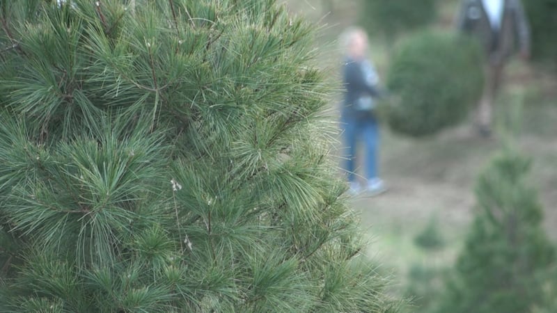 Tell us what you think about when you think of Christmas scents. Do beautiful green balsams...