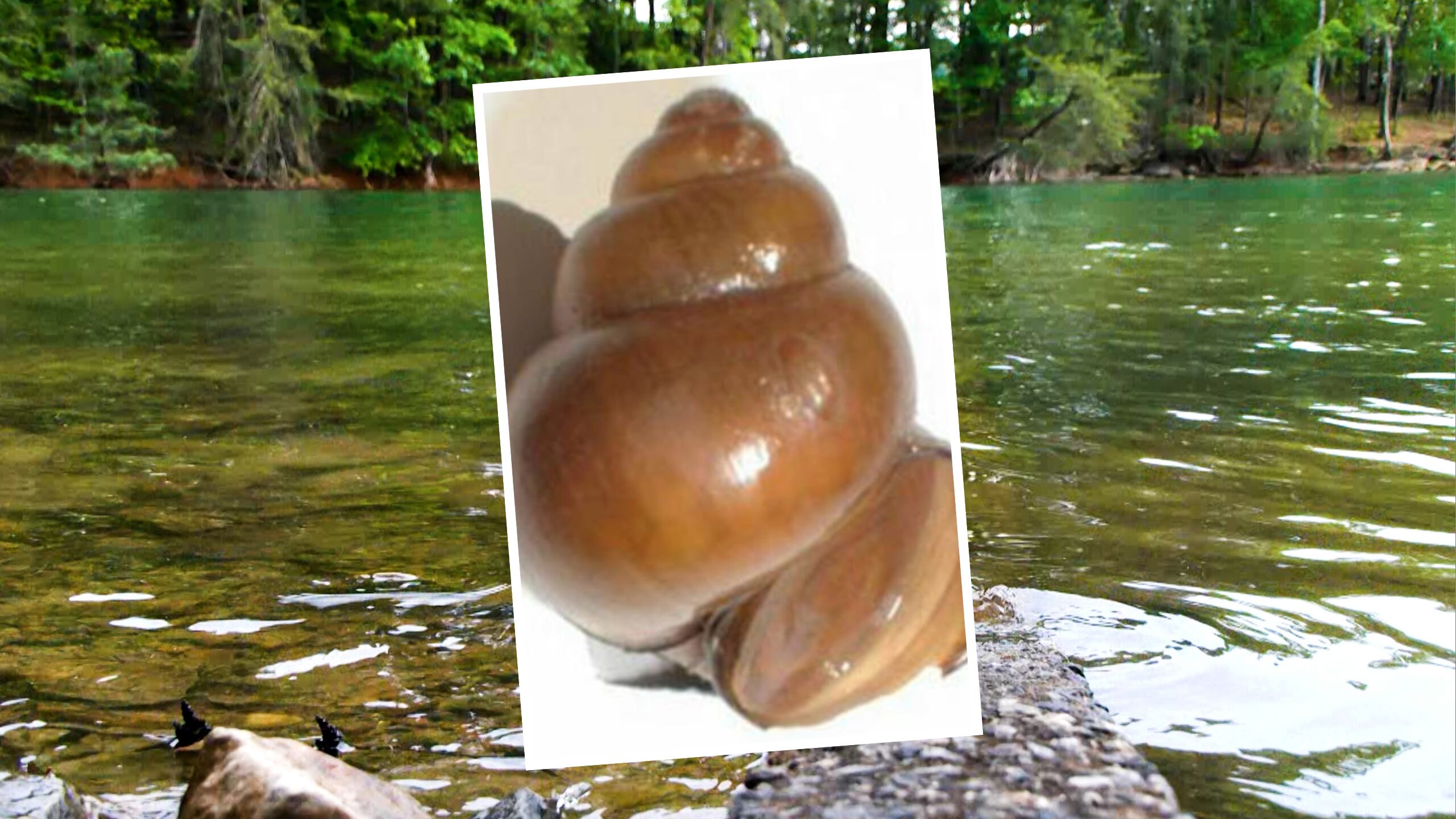 Mystery snail