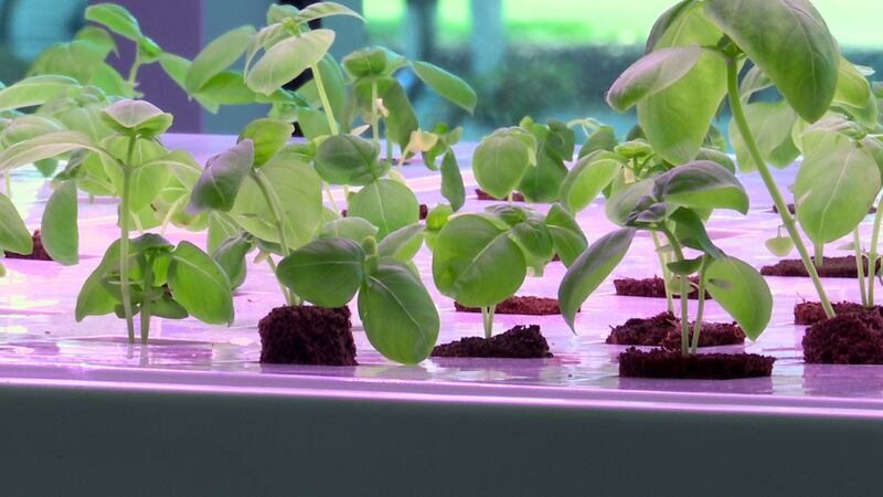 Hydroponic gardens help community
