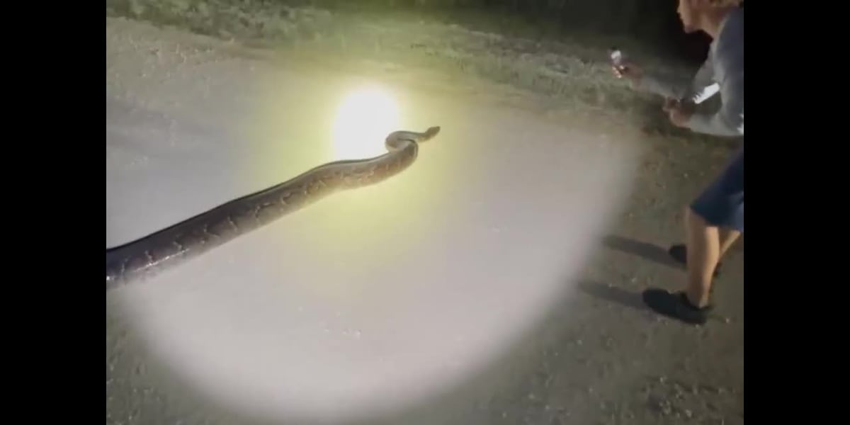 WATCH: 17-foot python caught in Everglades National Park