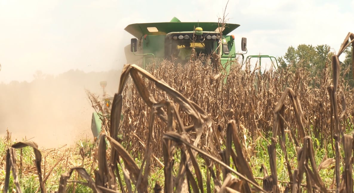 Midlands farmer says recent rain has been a mixed bag for his crops following drought conditions