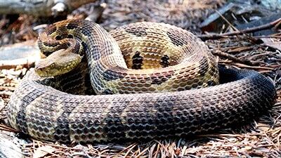 Timber rattlesnake (Virginia Herpetological Society)