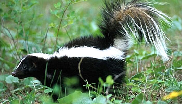 Skunks are scavengers. They often dig through trash cans and piles of garbage.