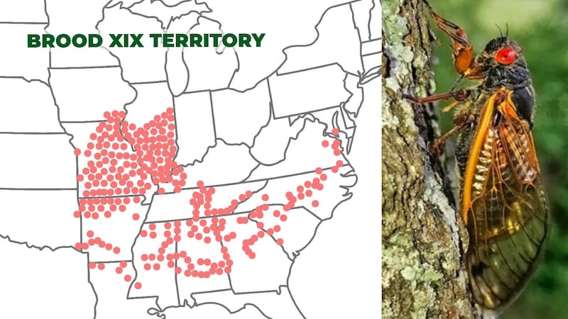 The red dots show areas, including the Augusta region, that are populated by Brood XIX...