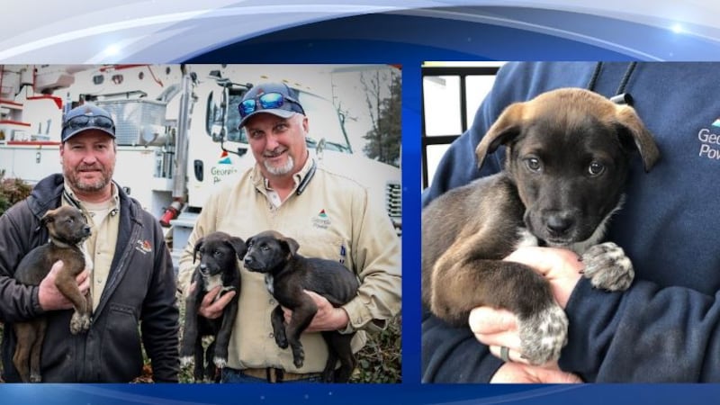 Two Georgia Power lineman saved three puppies from a dumpster in Georgia. (Source: Humane...