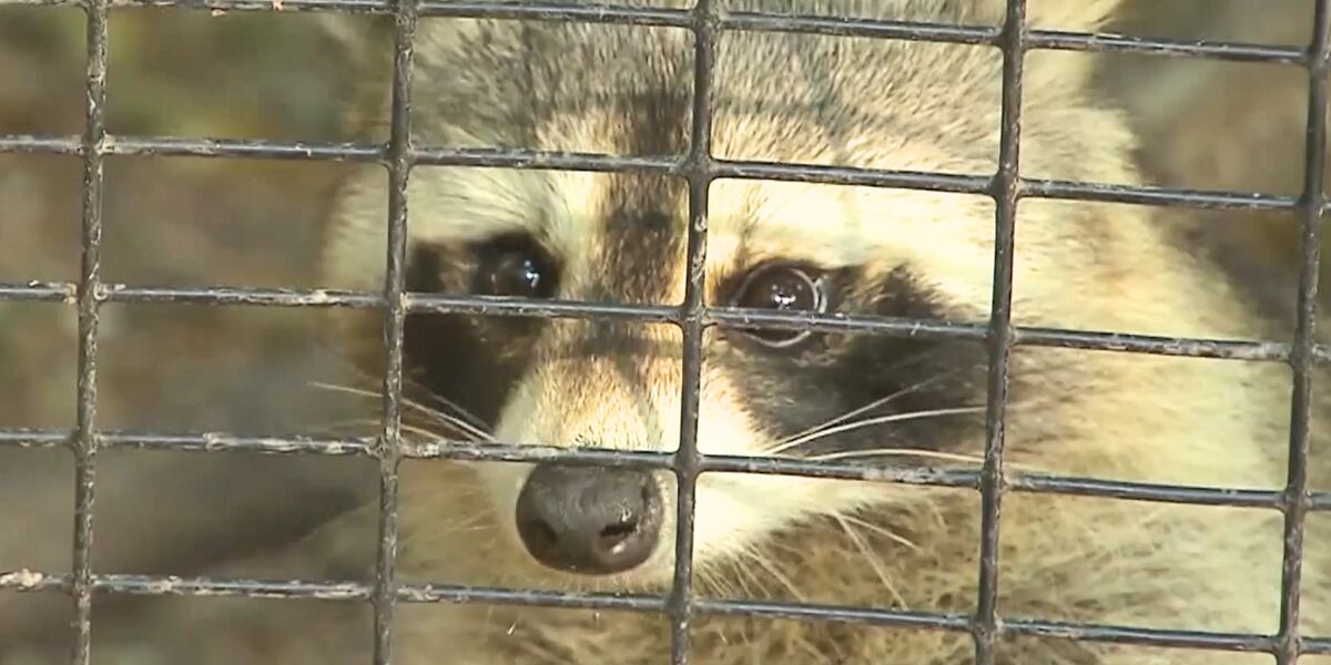 Expert shares warning signs of rabies amid rabid raccoons in CSRA