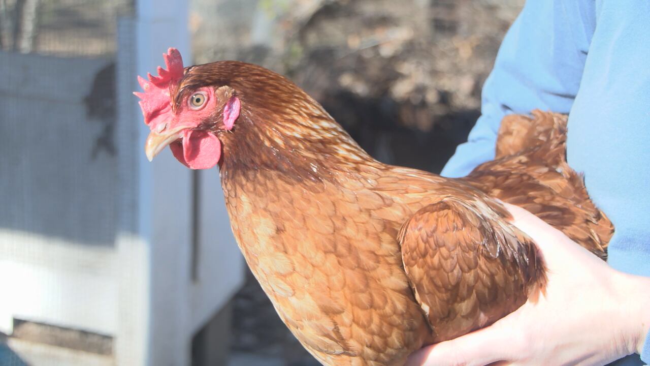 The risk to the public is low, but it’s higher for those who work around farm animals like...
