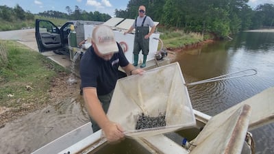 Georgia DNR releases thousands of largemouth bass into Clarks Hill