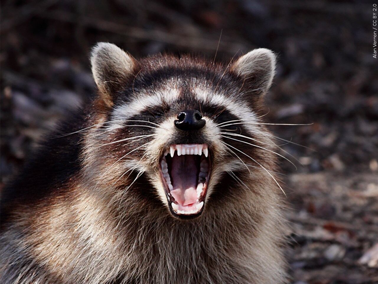 Raccoon generic