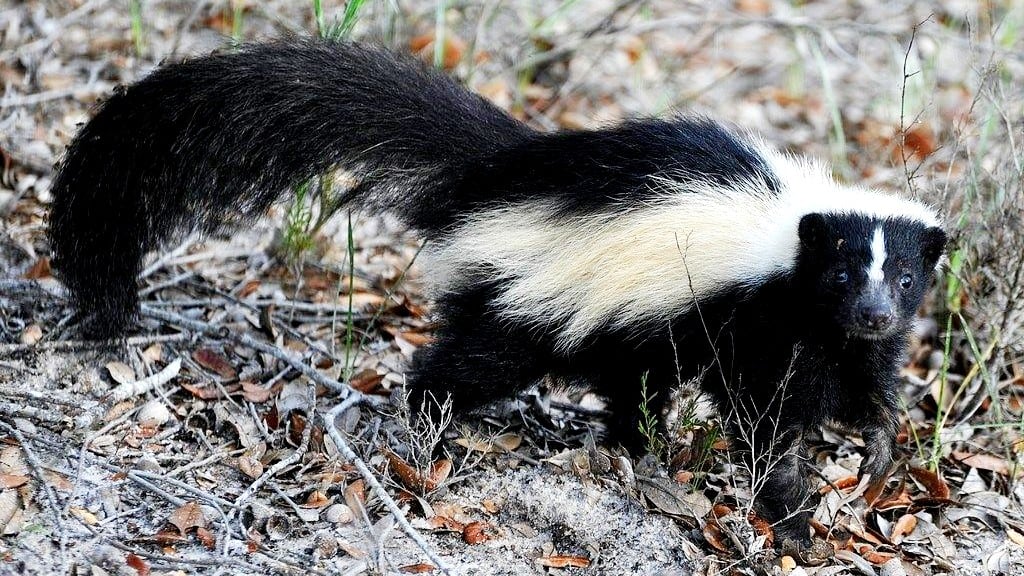 Skunk