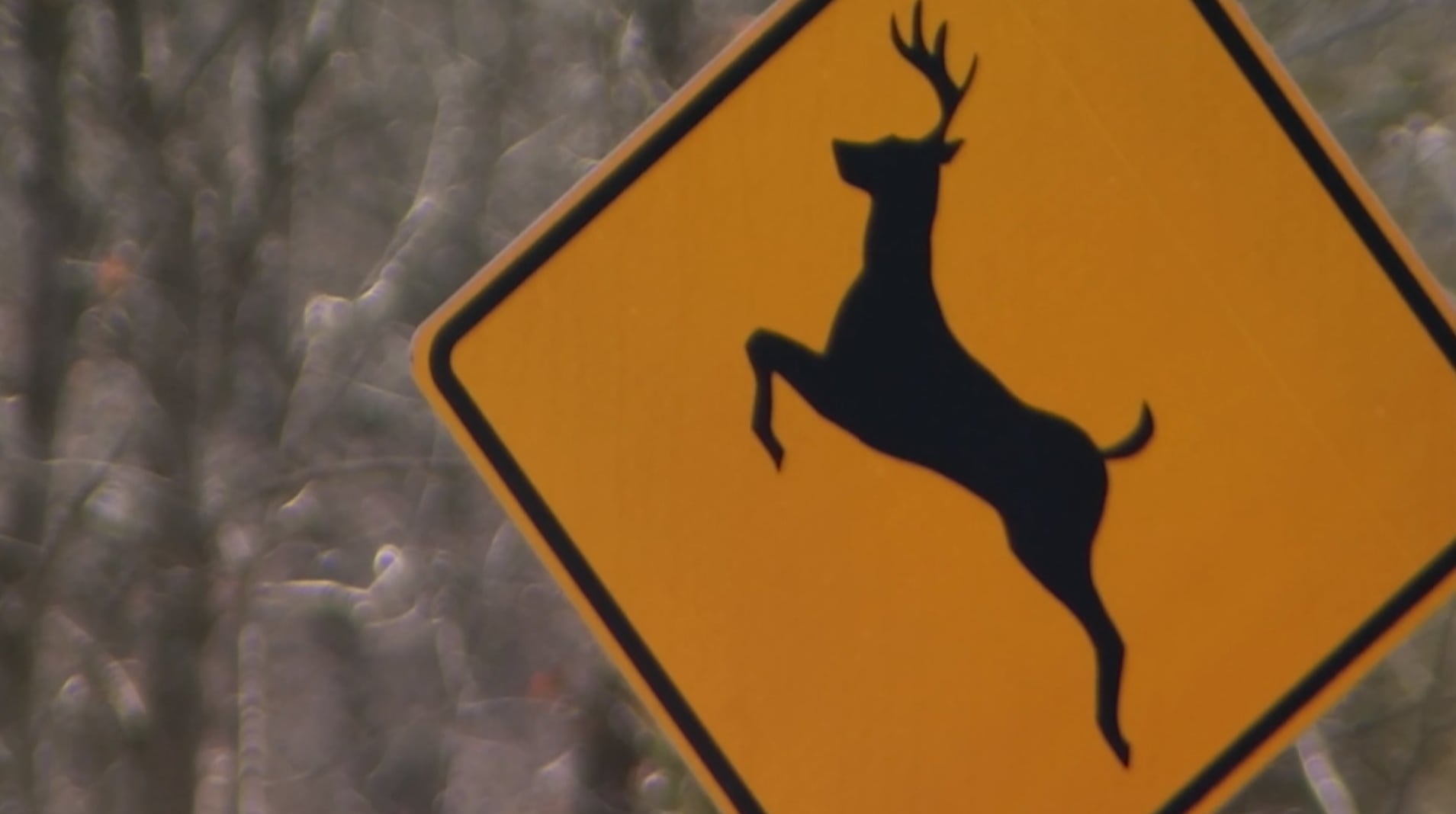 Deer's in Missouri