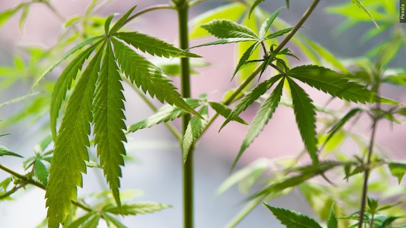 Cannabis