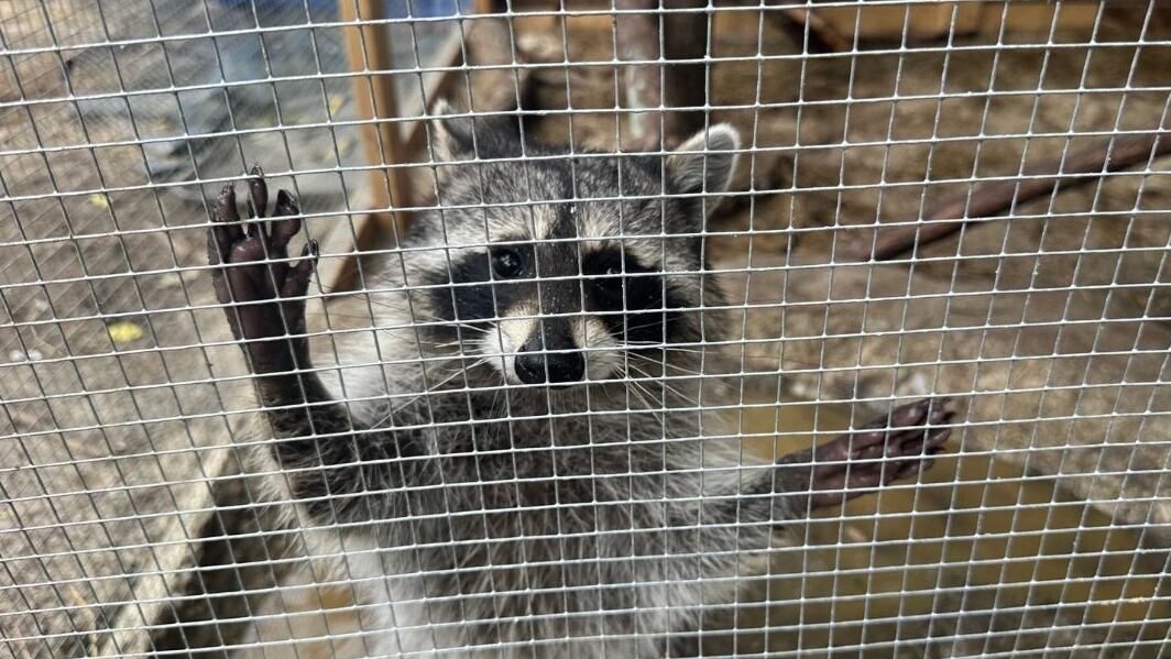 After running Steadfast Wildlife Rescue out of her home for the last 20 years, Jessica...