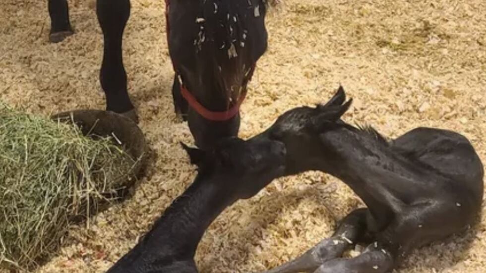 Twin foals were born at UGA's veterinary hospital on Monday, May 27, 2024, said horse owner...