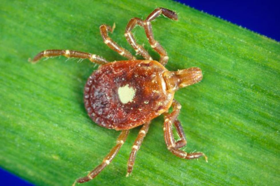 Right now, experts almost fully blame the Lone Star tick for Alpha-gal syndrome.