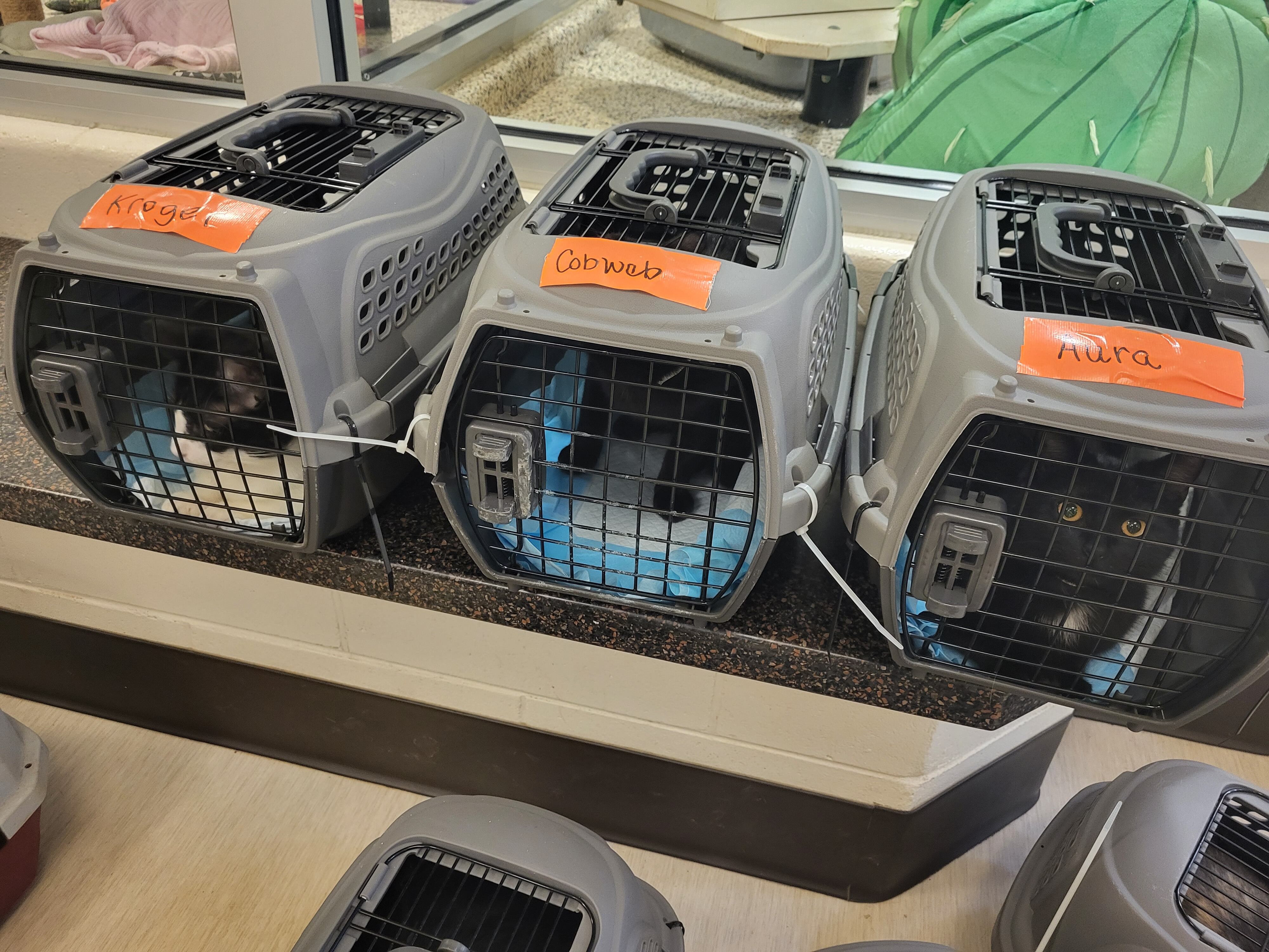 The SPCA Albrecht Center for Animal Welfare announces its latest successful cat transport to...