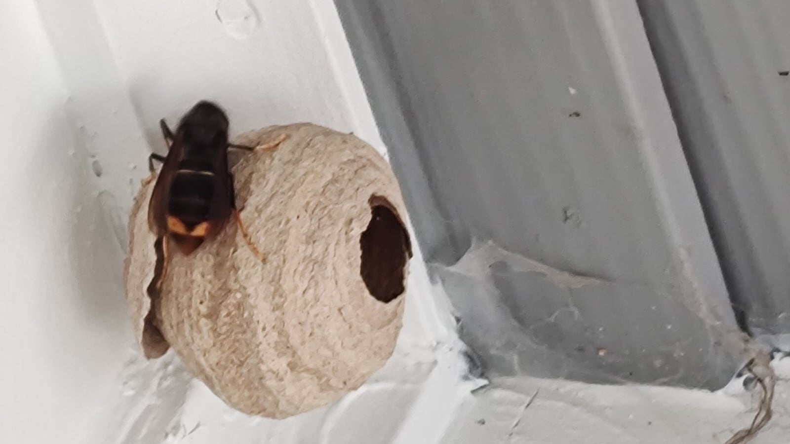 First yellow legged hornet queen captured in Georgia