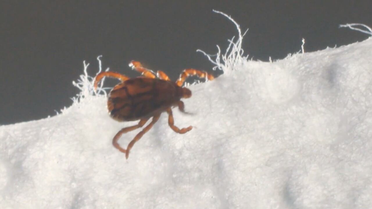 Lone Star tick