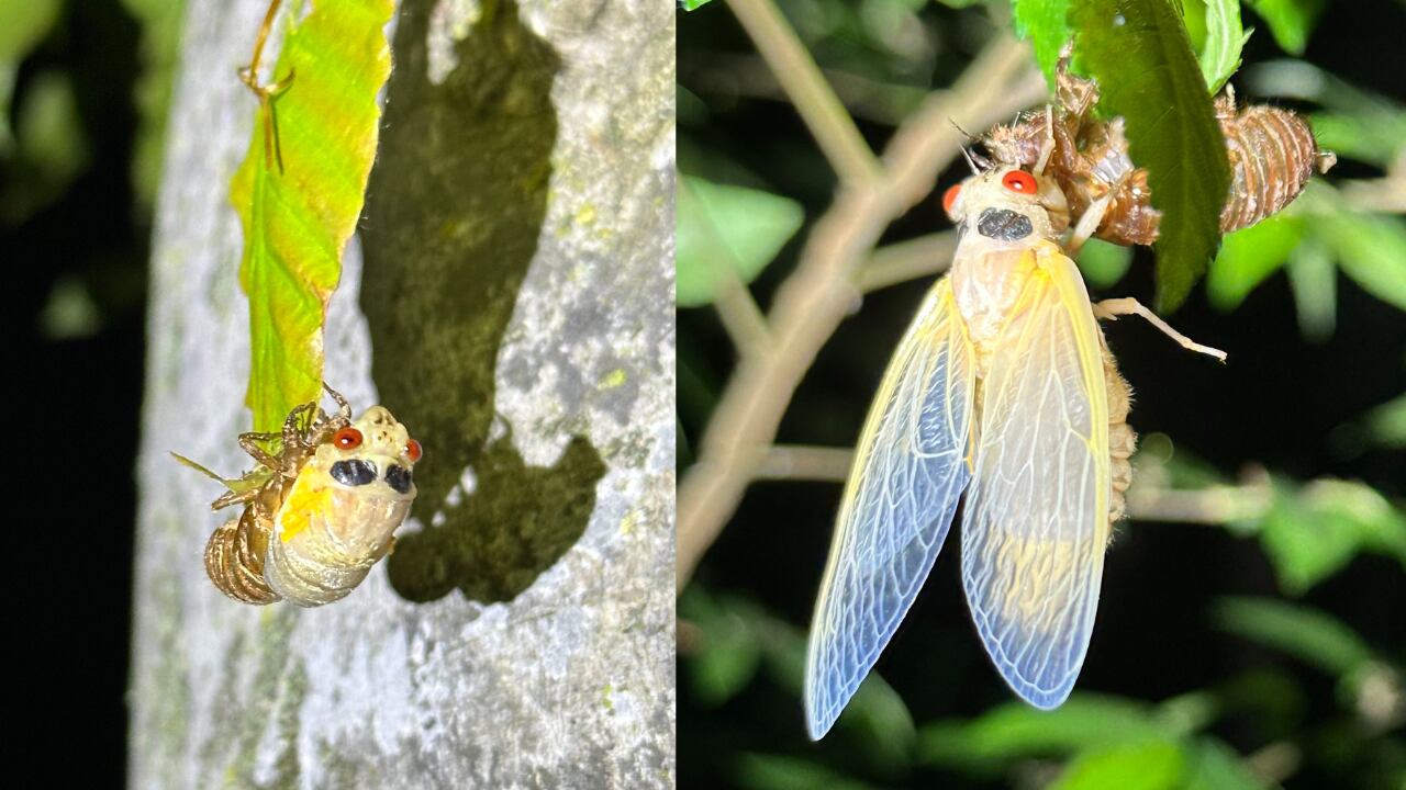 White cicadas aren't albino, they're young adults whose exoskeleton quickly darkens.