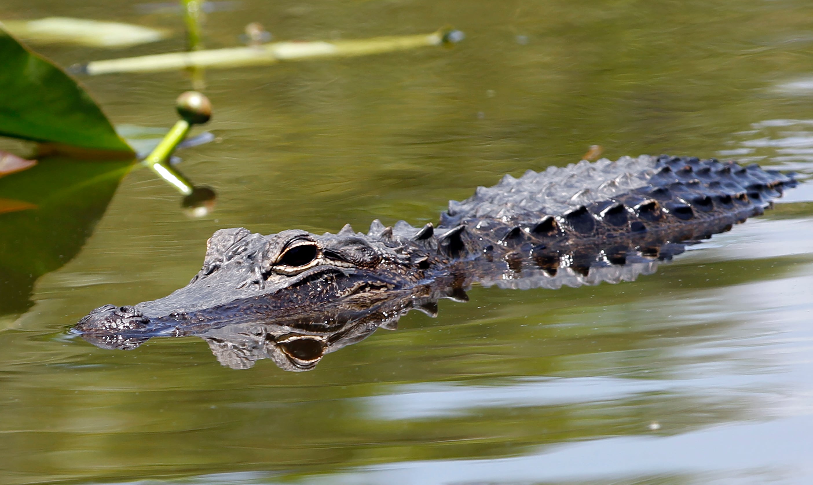 An alligator swims at the Everglades National Park, Fla., April 23, 2012. A group of...