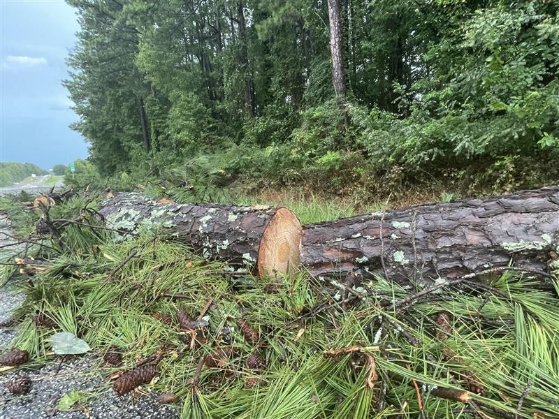 Tree down on I-20