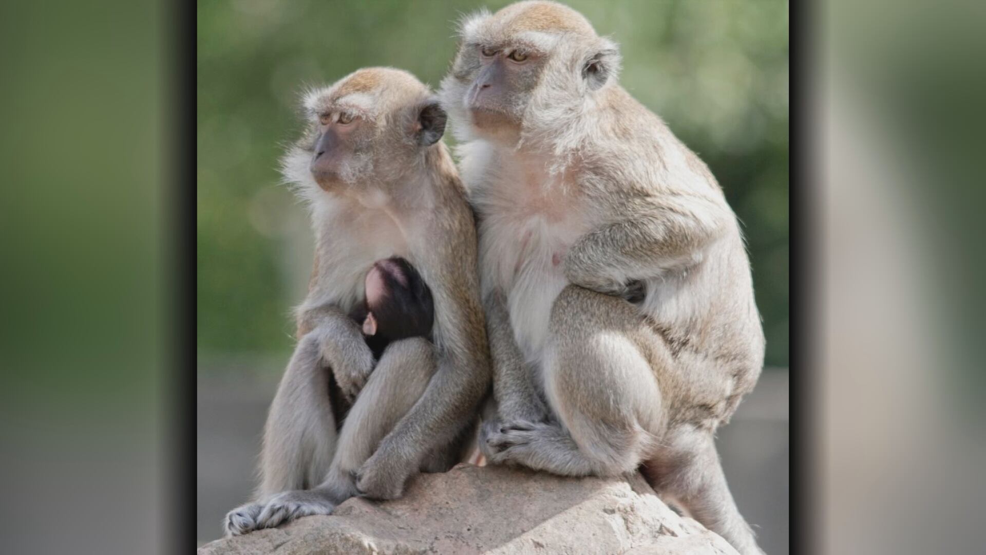 South Carolina escaped monkeys