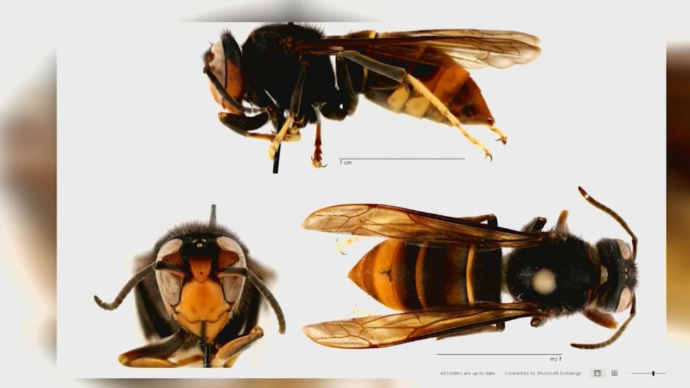 yellow legged hornets