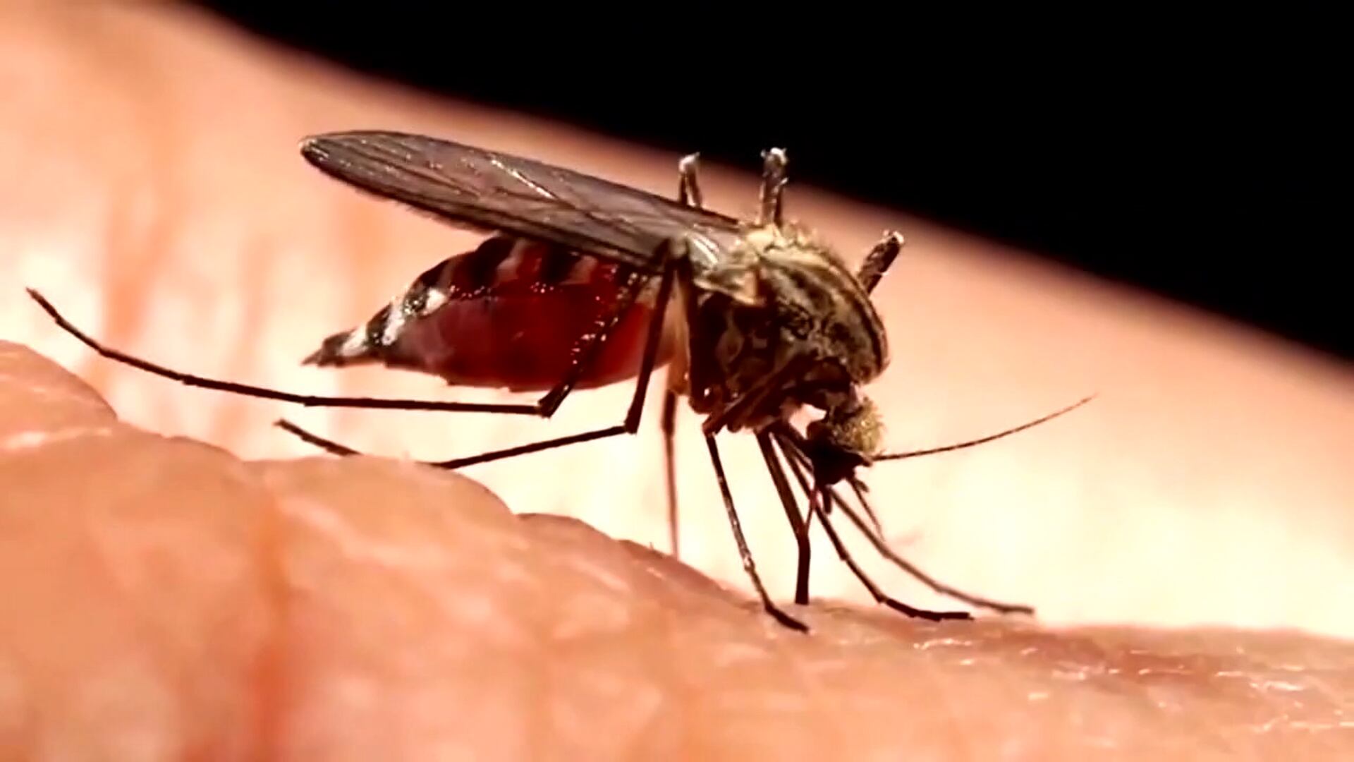 Mosquito