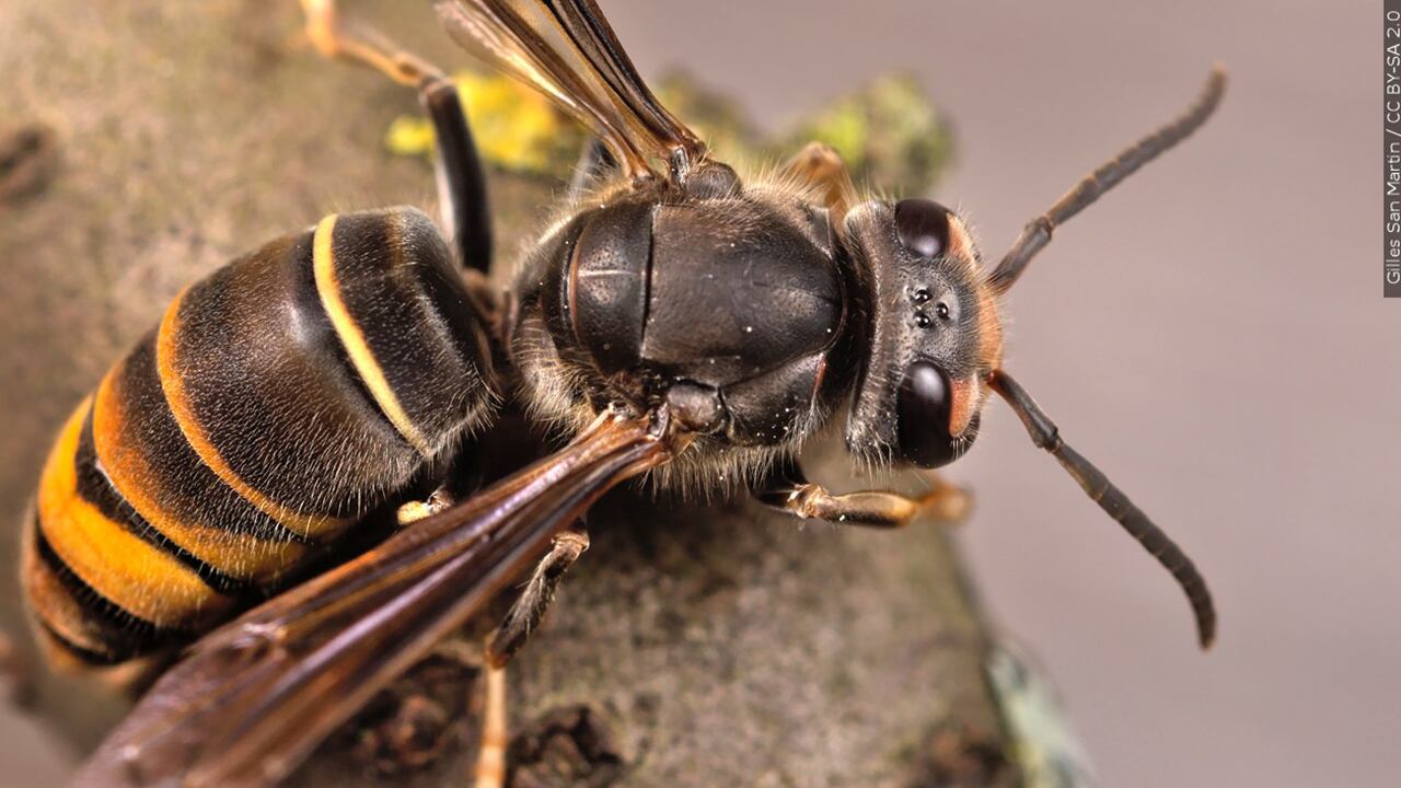 Officials with the Clemson University Department of Plant Industry have destroyed multiple...