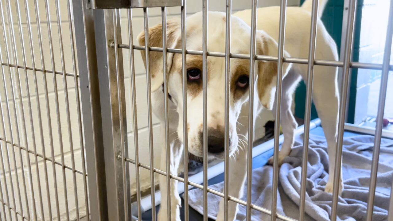 Aiken County Animal Shelter