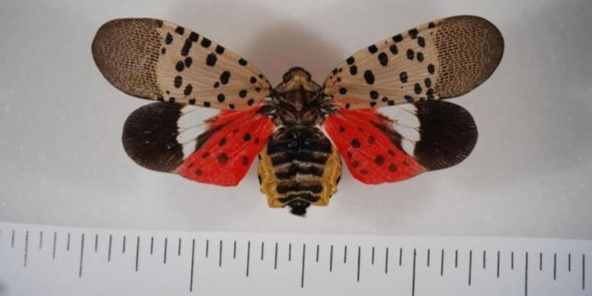Macon Insect Have you seen a bug like this in Georgia? Kill it, experts say