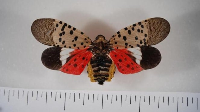 Spotted lanternfly adult