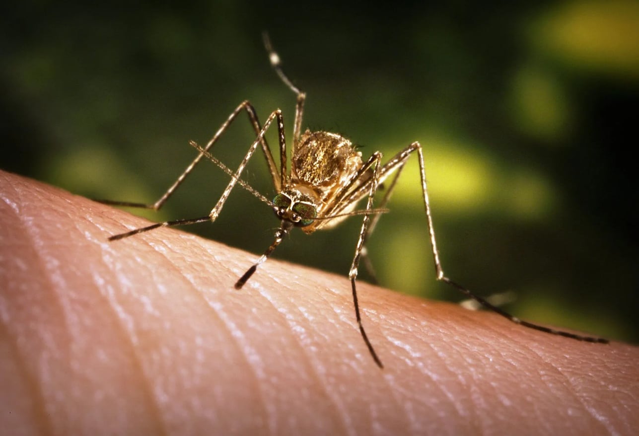 The culex tarsalis mosquito is one of the primary spreaders of mosquito-borne diseases in...