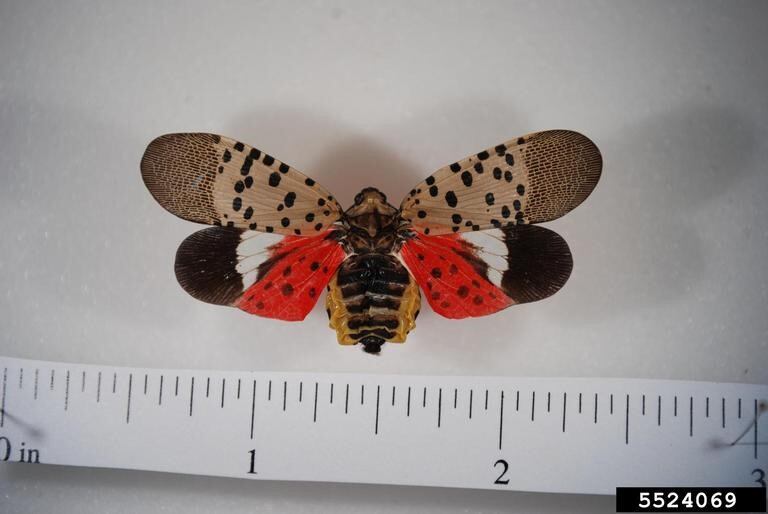 An adult Spotted Lanternfly.
