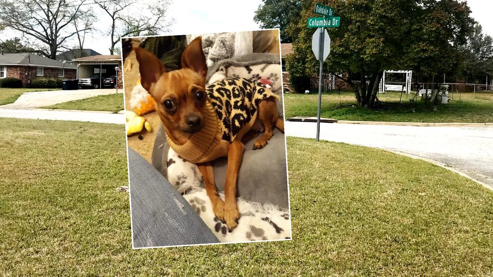 This dog was attacked by the one that also killed a little girl, according to the Chihuahua's...